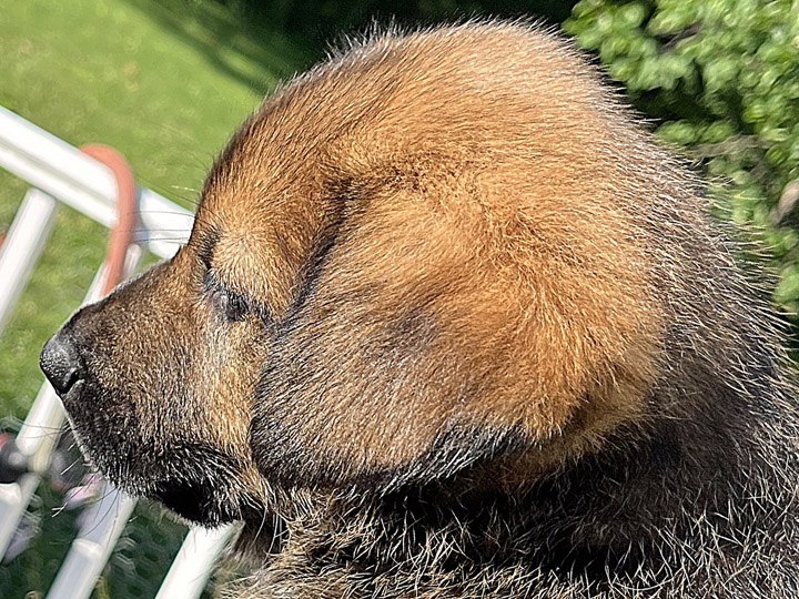 chinook puppy